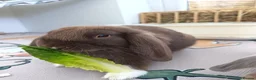 Mini Lop rabbits for sale: Two Gorgeous mini lop brothers for rehoming in Bognor Regis - Advert 7