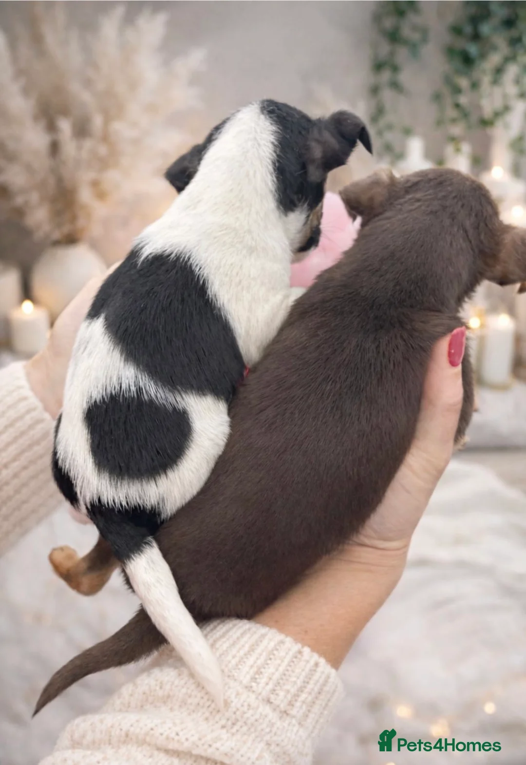 Jack Russell dogs for sale: Miniature Jack Russel puppies for sale - Advert 3