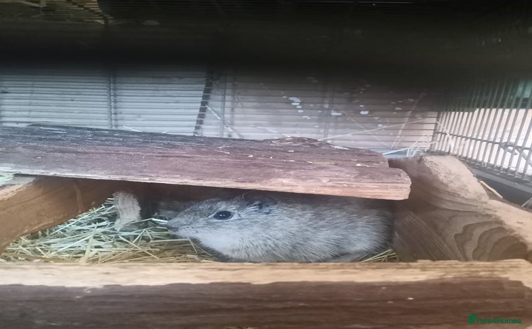 Guinea Pig rodents Yellow toothed cavies  - Advert 1
