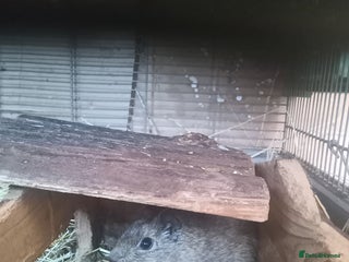 Guinea Pig rodents Yellow toothed cavies - Advert 1