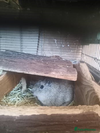 Guinea Pig rodents Yellow toothed cavies - Advert 1