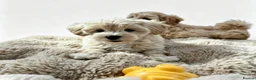 Maltipoo dogs for sale: Maltipoo puppys  - Advert 8