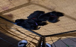 Mixed Breed dogs for sale: Mastador pups - Image 7