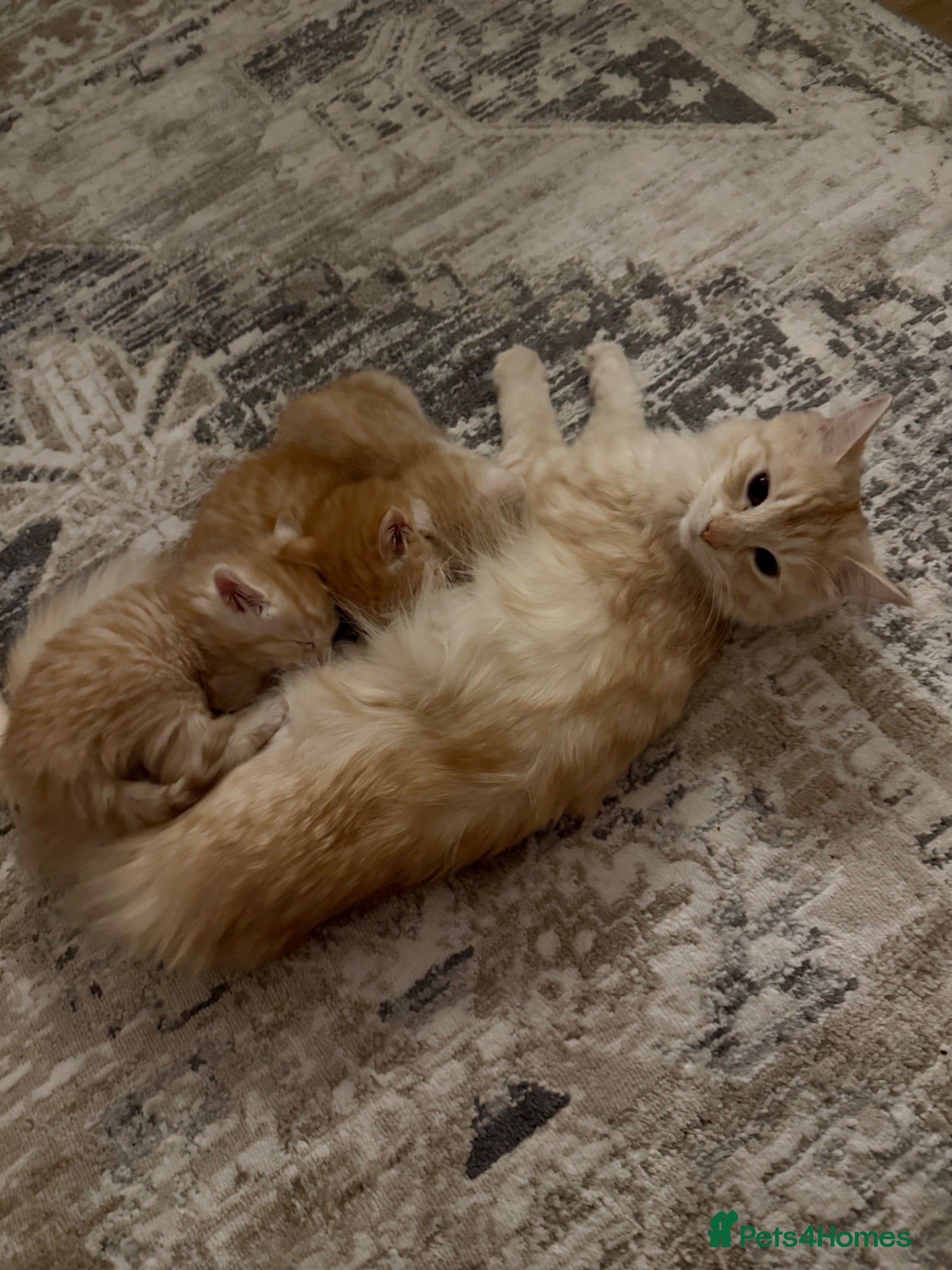 Mixed Breed cats Two beautiful kittens looks for their forever home - Advert 1