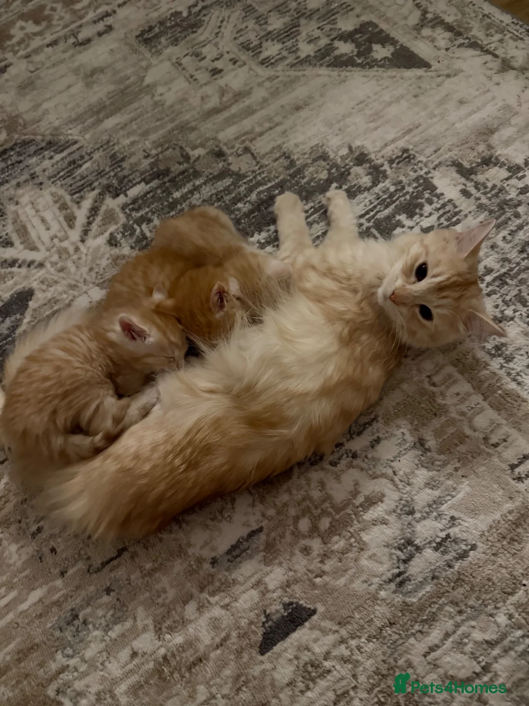 Mixed Breed cats for sale: Two beautiful kittens looks for their forever home in Enfield - Advert 1
