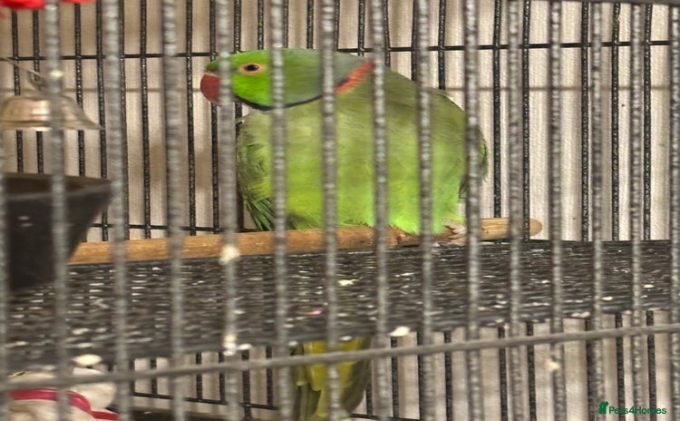 Ringnecks birds - Advert 4