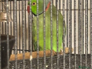 Ringnecks birds - Advert 14