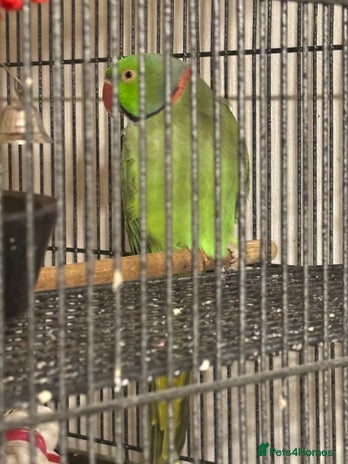 Ringnecks birds - Advert 4