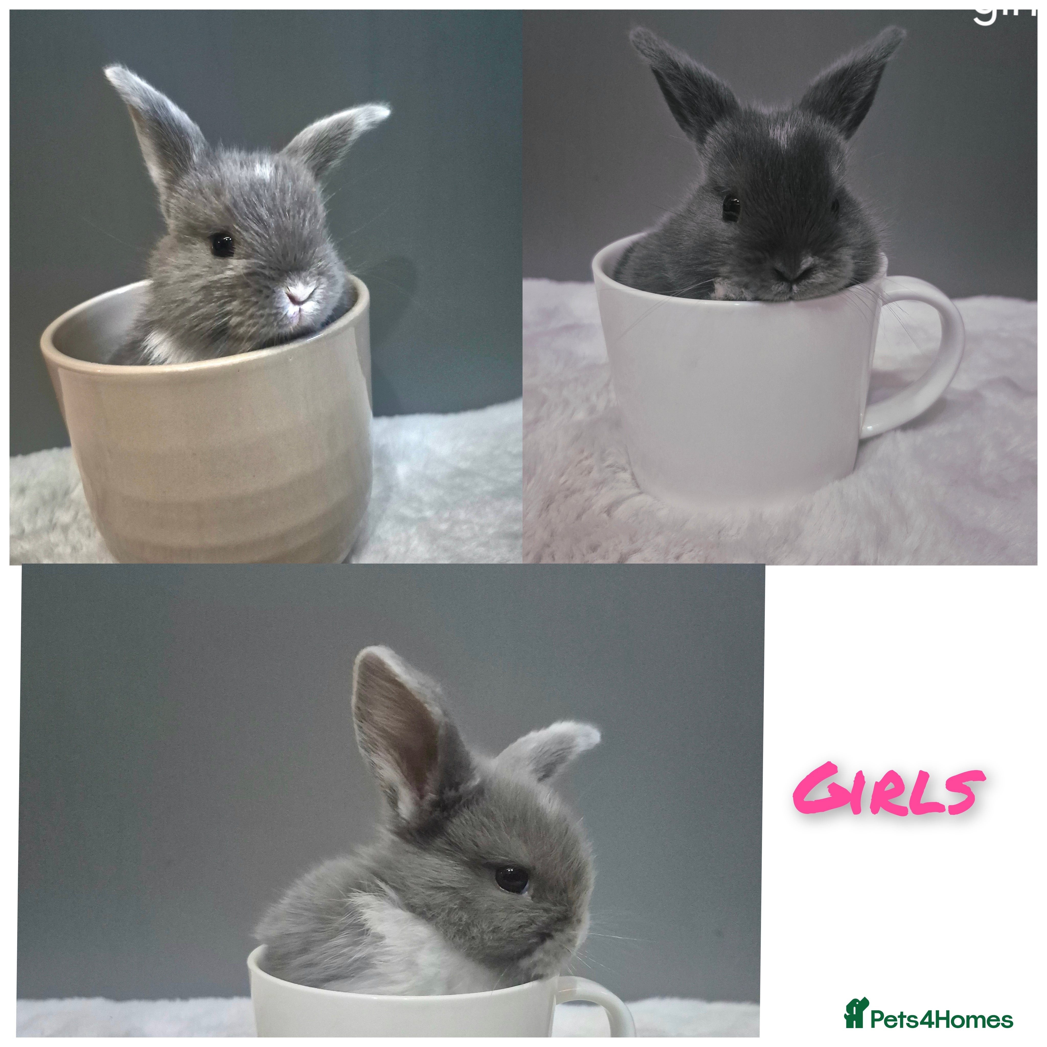 Mini Lop rabbits 7 mini lop babys for sale - Advert 1