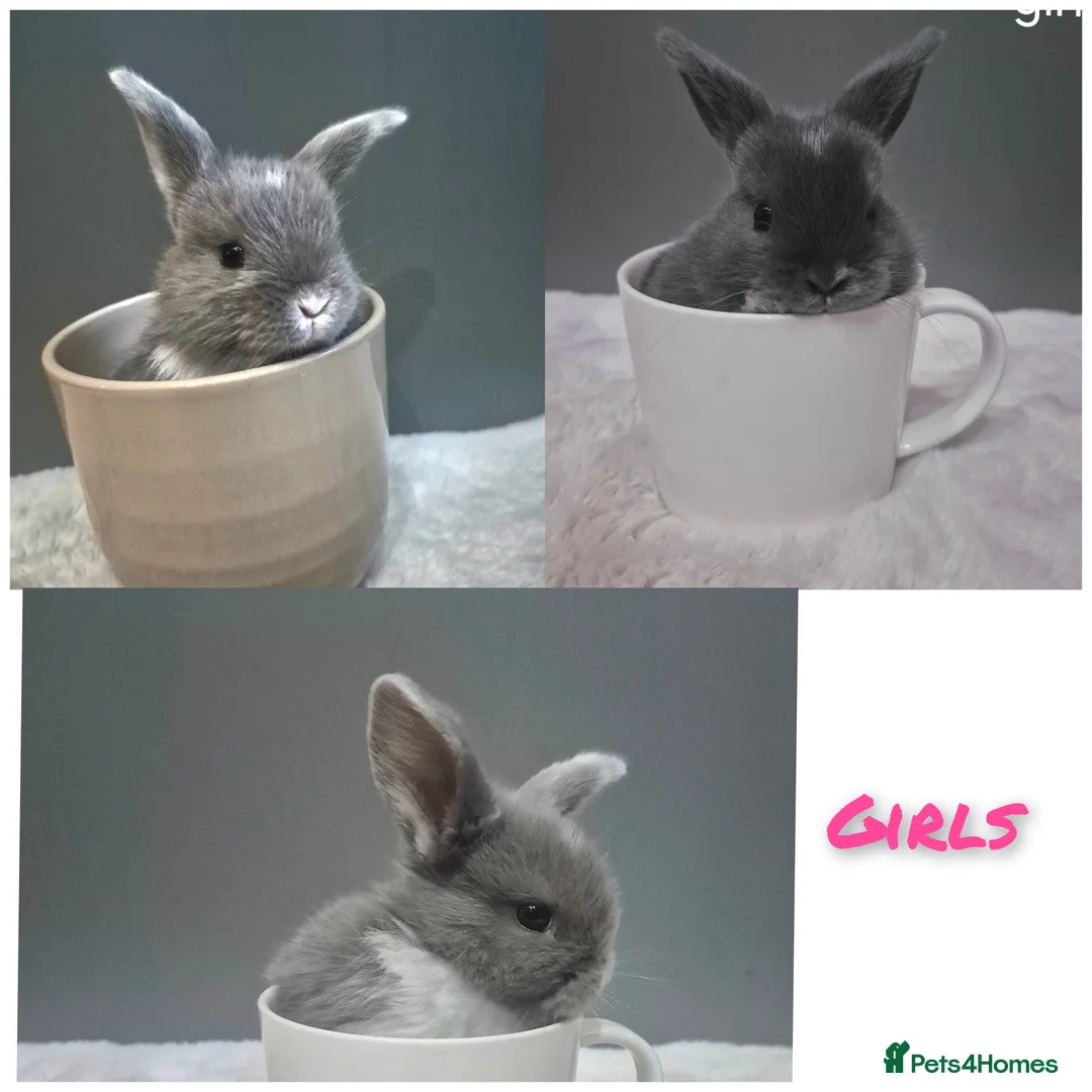 Mini Lop rabbits for sale: 7 mini lop babys for sale in Prudhoe - Advert 1
