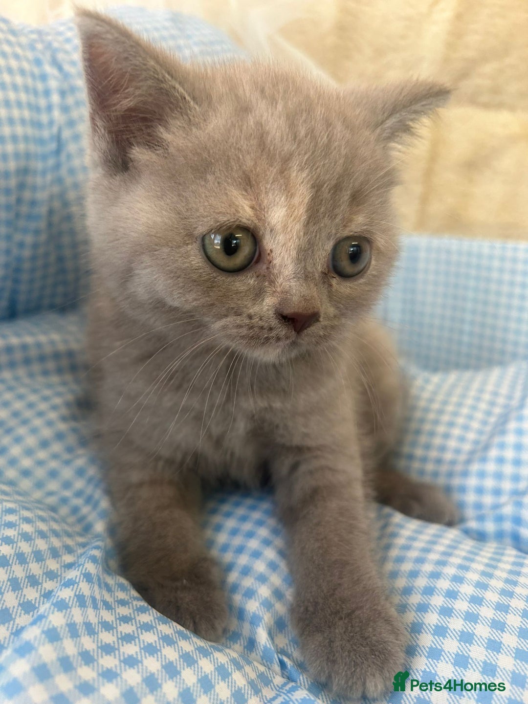 British Shorthair cats for sale: Beautiful cuddly, British short hair kittens  - Image 5