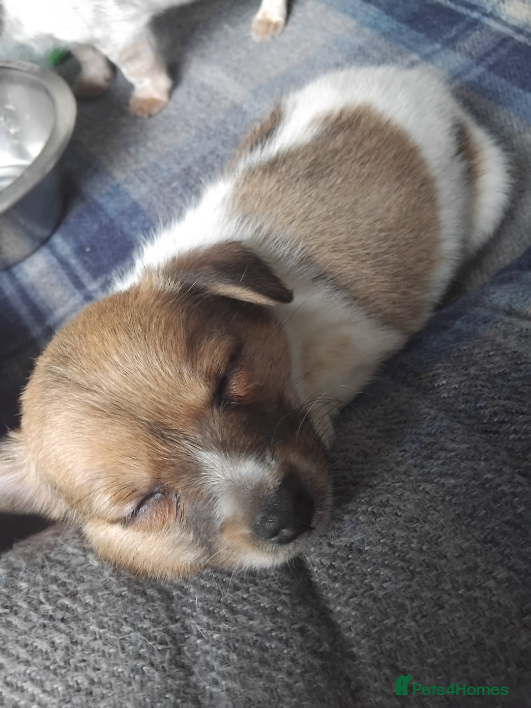 Mixed Breed dogs for sale: Lovely little jackapom puppies  - Image 8