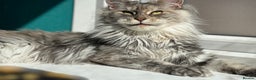 Maine Coon cats for sale: Registered pedigree maine coon for sale - Advert 23