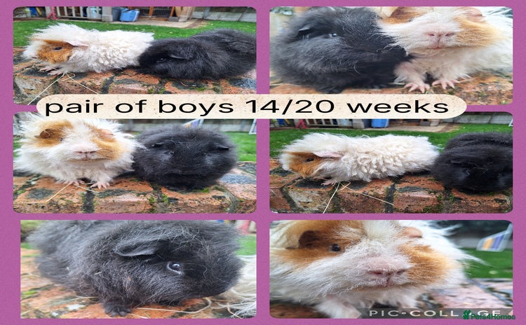 Guinea Pig rodents - Advert 1