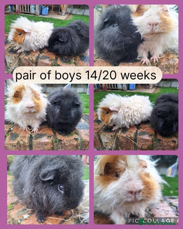 Guinea Pig rodents - Advert 1
