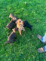 Patterdale Terrier dogs Perfect patterdale puppies - Advert 2