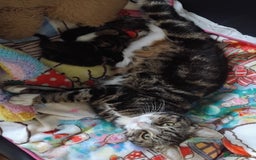 Mixed Breed cats for sale: Tabby twin boys  - Image 8