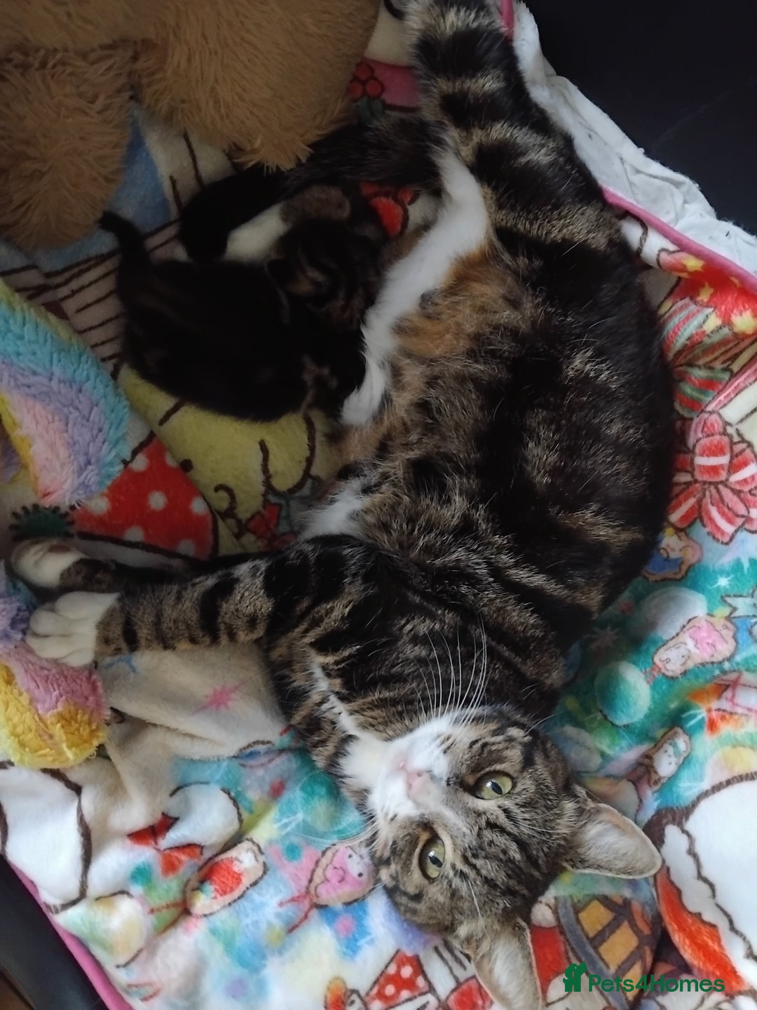 Mixed Breed cats for sale: Tabby twin boys  - Image 8