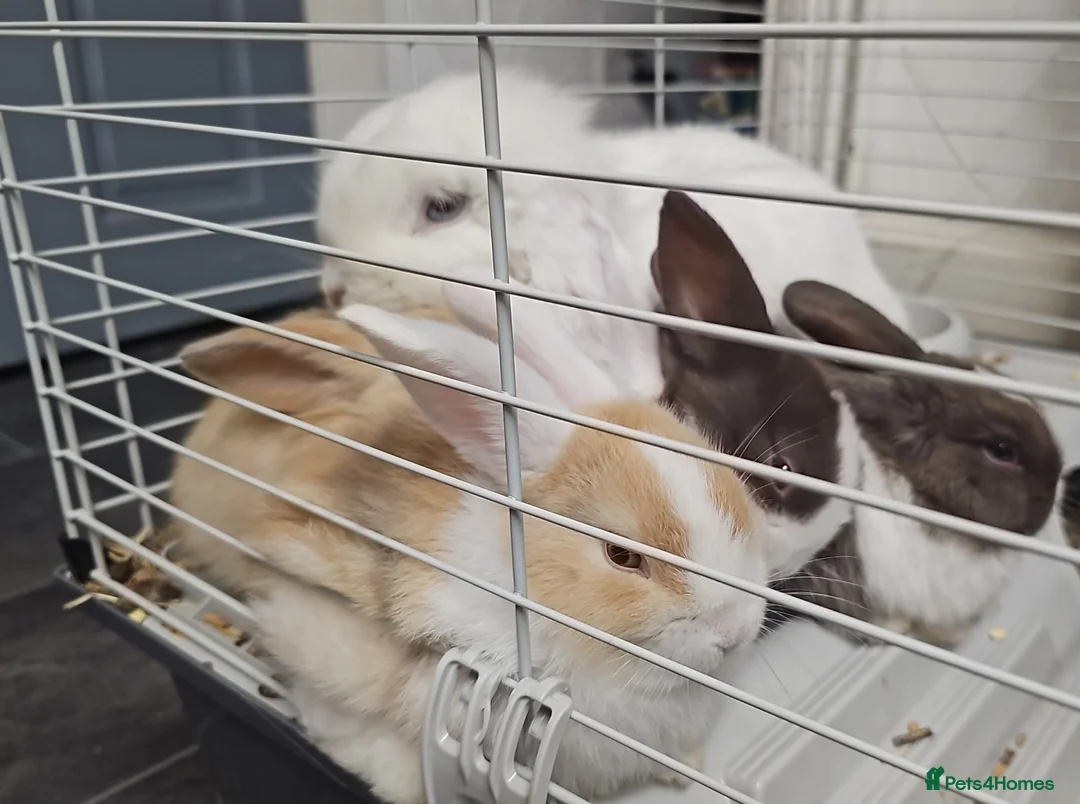 Mixed Breed rabbits for sale: 3 baby bunnies ready for their forever home - Advert 31