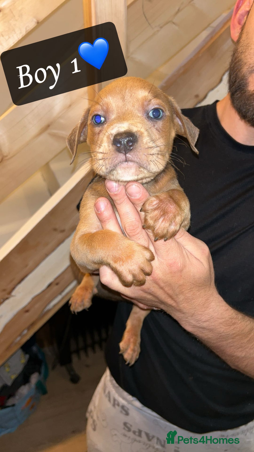 Mixed Breed dogs for sale: Cane Corso x Pocket Bully - Image 4