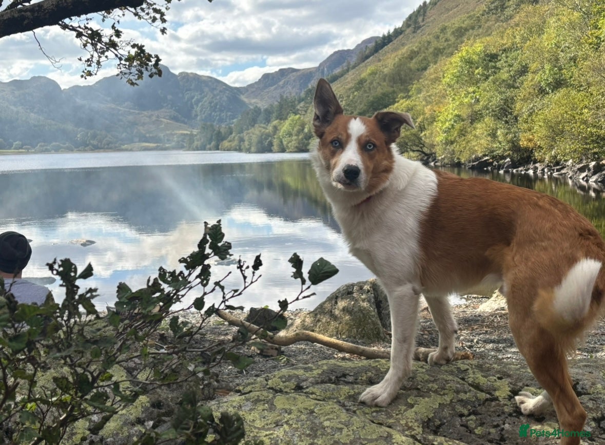 Border Collie dogs Welsh Border collie for stud  - Advert 2