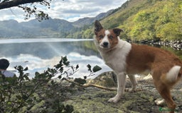 Border Collie dogs for stud: Welsh Border collie for stud  - Image 1