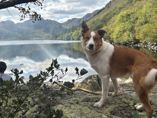 Border Collie dogs for stud - Advert 1