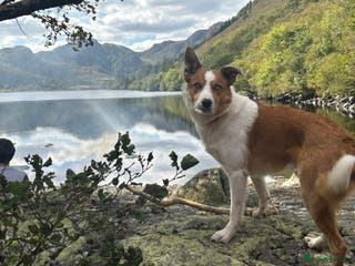 Border Collie dogs Welsh Border collie for stud - Advert 3