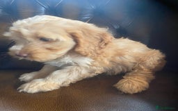 Cockapoo dogs for sale: Cockapoos  - Image 11