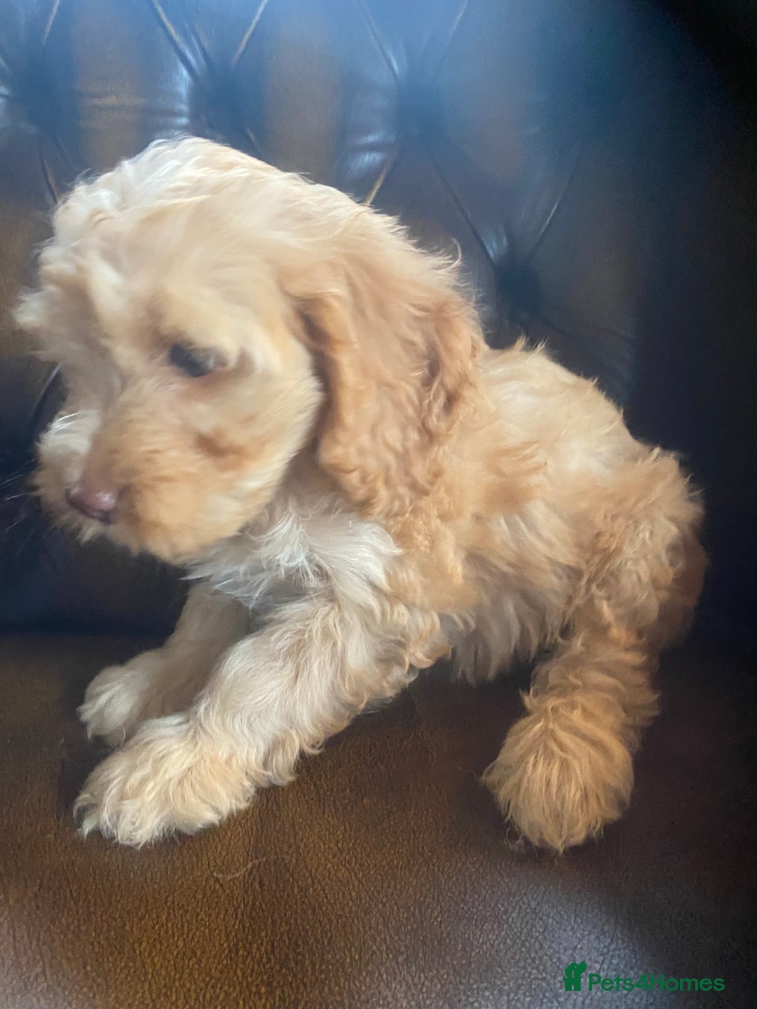 Cockapoo dogs for sale: Cockapoos  - Image 11