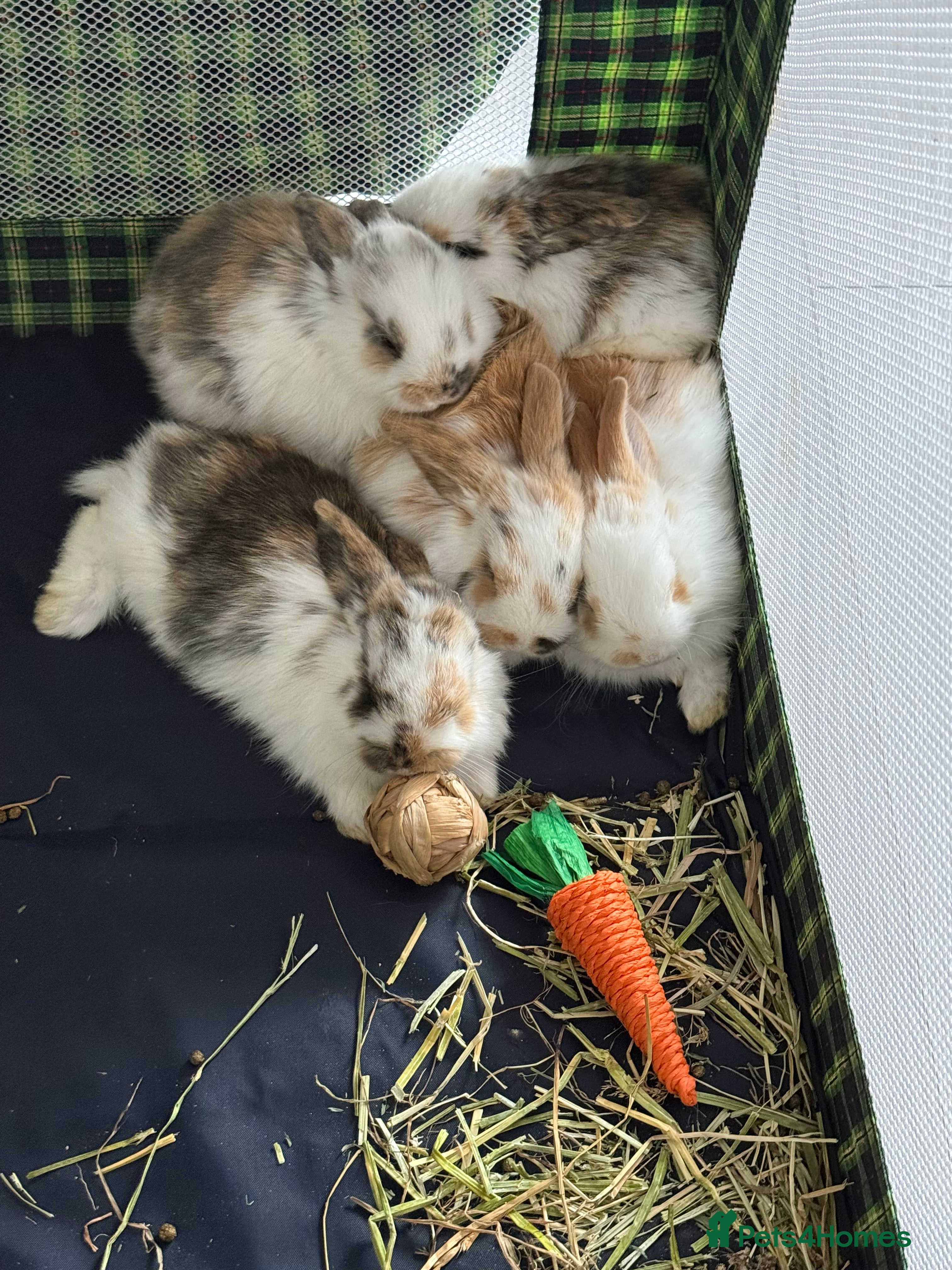 English Lop rabbits Four lop bunnies  - Advert 12