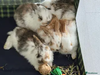 English Lop rabbits Four lop bunnies - Advert 12