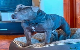 Staffordshire Bull Terrier dogs for sale: Gorgeous KC Reg/Health Tested Blue SBT Puppies - Image 34