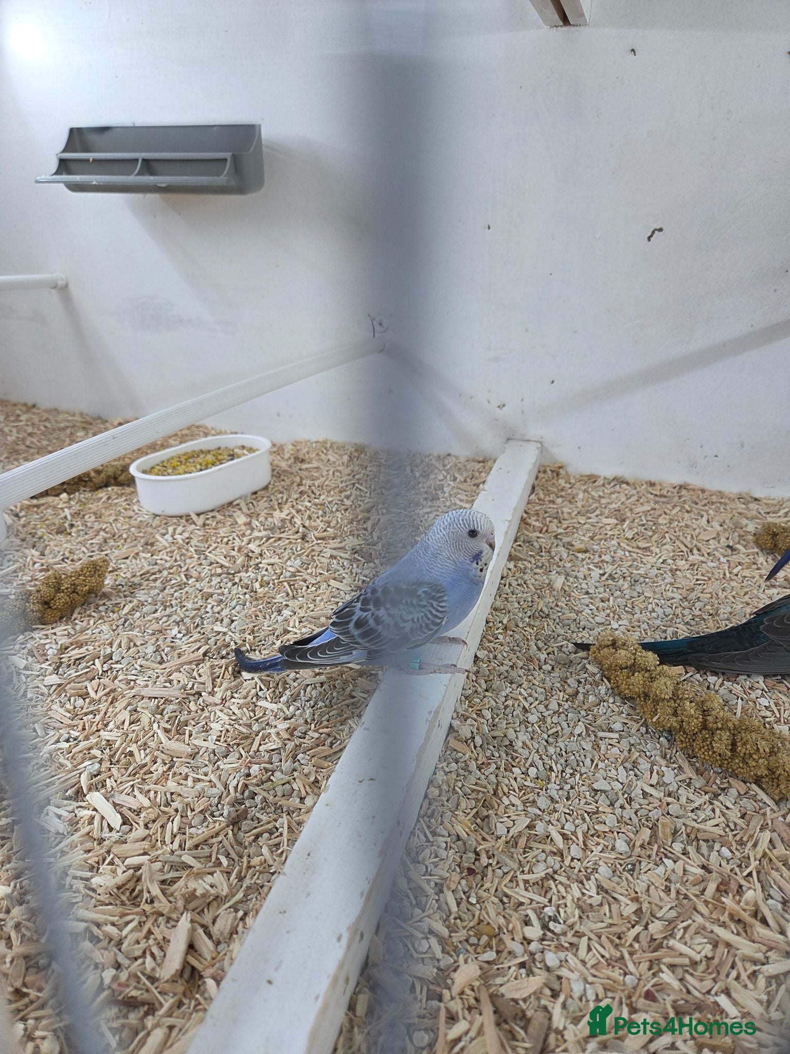 Budgerigars birds Black face budgies  - Advert 1