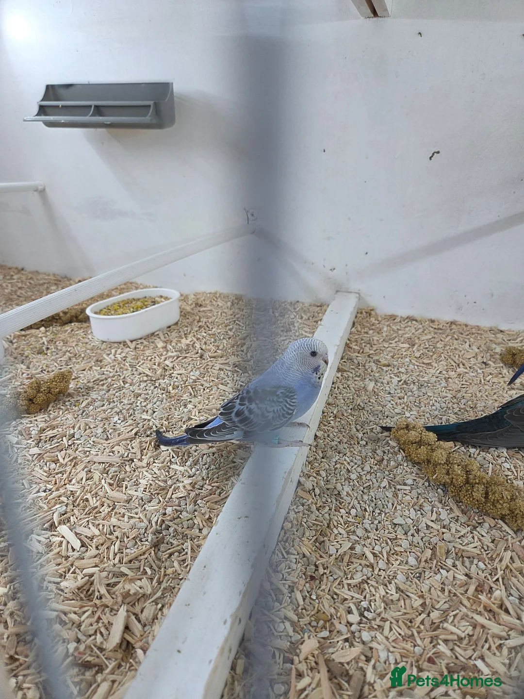 Budgerigars birds for sale: Black face budgies  - Advert 1