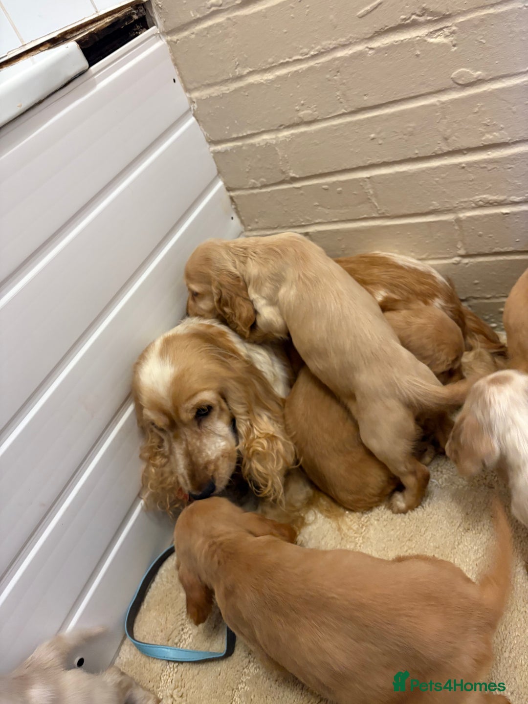 Cocker Spaniel dogs for sale: SHOW TYPE COCKER SPANIELS PUPPIES  - Advert 23