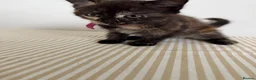Mixed Breed cats for sale: Kittens 🐱  - Advert 12