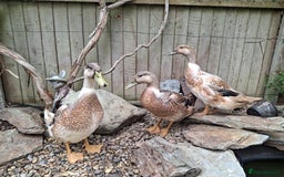 Ducks poultry for sale: Adolescent Welsh Harlequin Ducks – 1 F, 2 M - Image 3