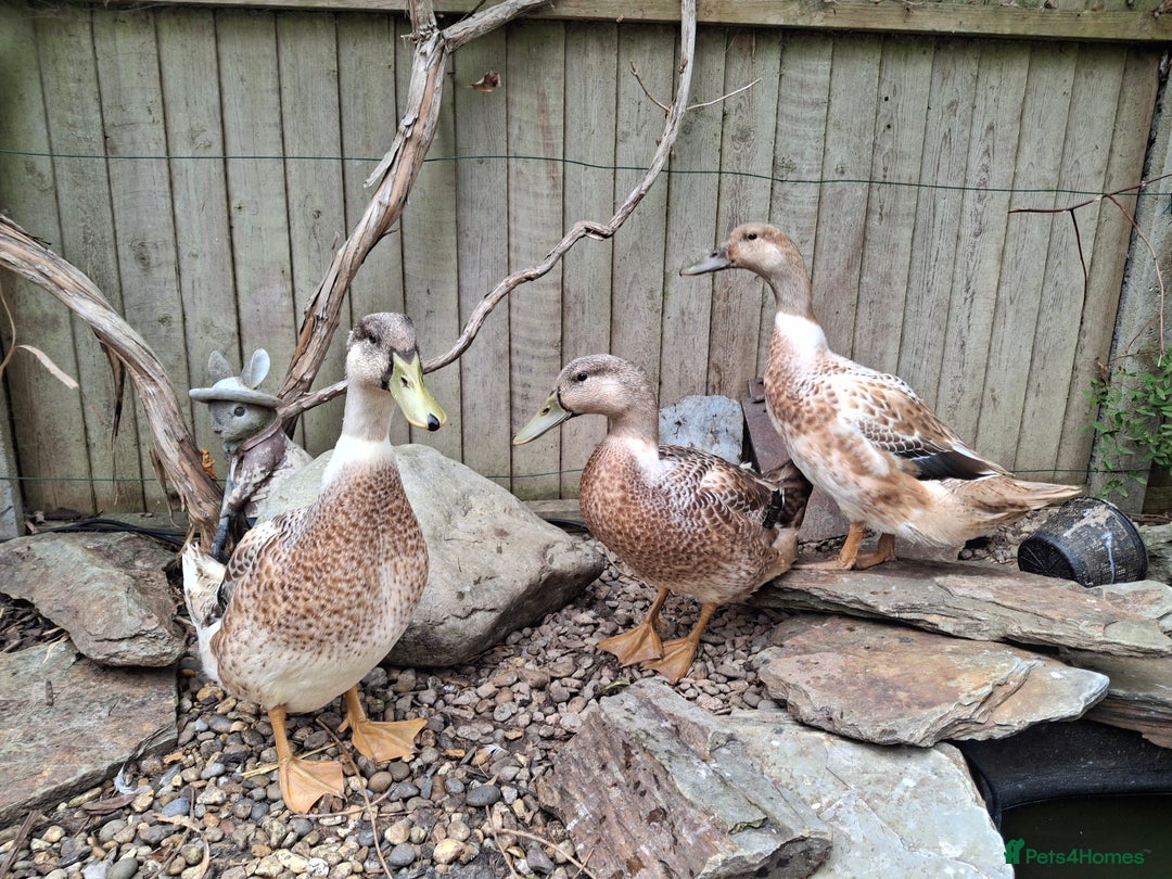 Ducks poultry for sale: Adolescent Welsh Harlequin Ducks – 1 F, 2 M - Image 3
