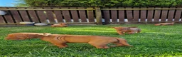 Hungarian Vizsla dogs for sale: READY TO LEAVE ,. 4 Beautiful girls left. - Advert 28