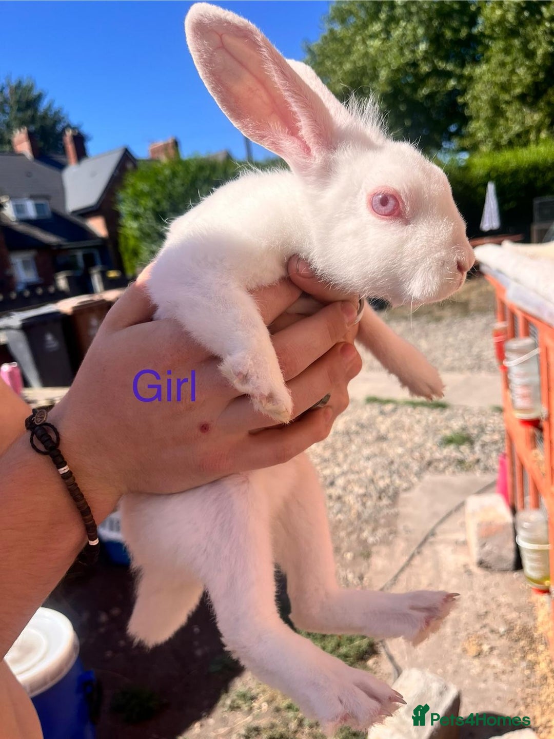 Lionhead rabbits for sale: Female rabbits for sale  - Image 10