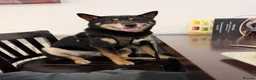 Japanese Shiba Inu dogs for stud: Happy and Healthy Shiba Male Stud available in Woodford Green - Advert 8