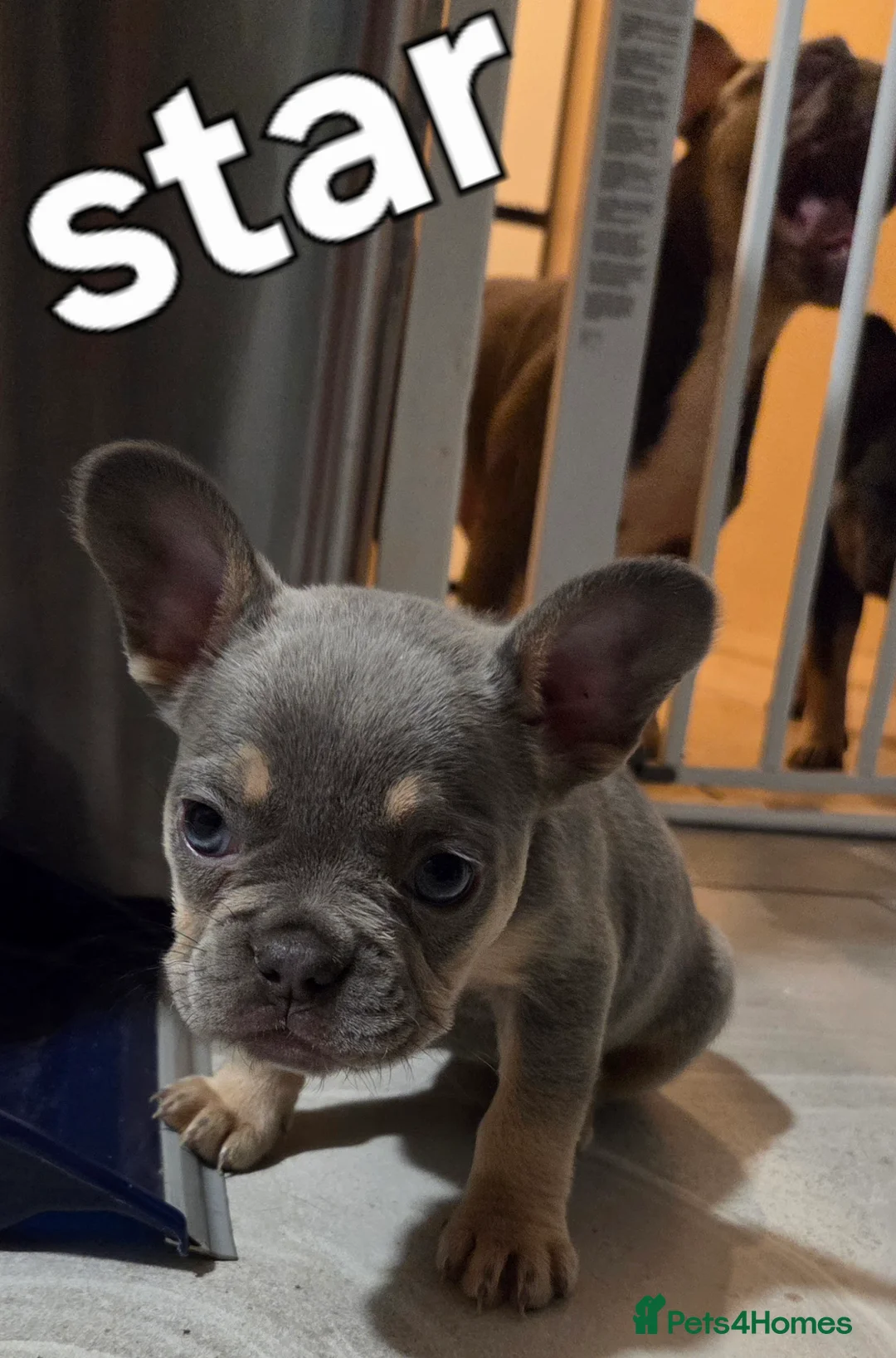 French Bulldog dogs for sale: French bulldog puppys kc registered  - Advert 7