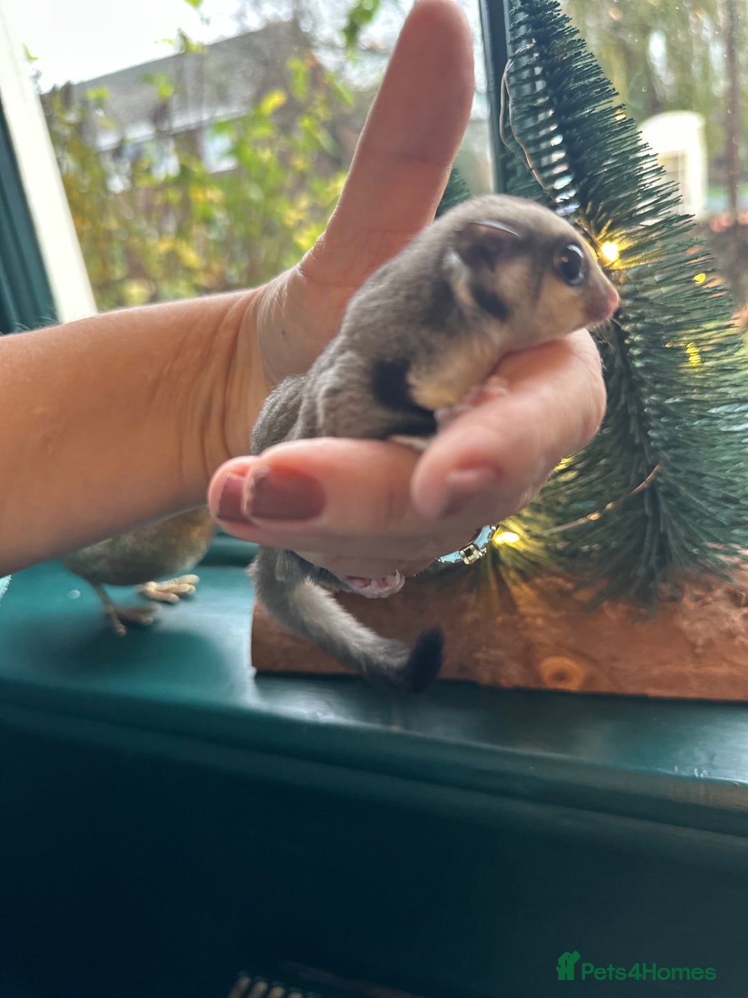 Sugar Glider rodents for sale: Stunning platinum sugar gliders - Advert 6