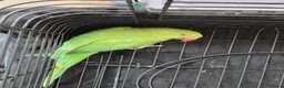 Ringnecks birds for sale: Hand-Reared Baby. R Ringnecks  for Sale  - Advert 3