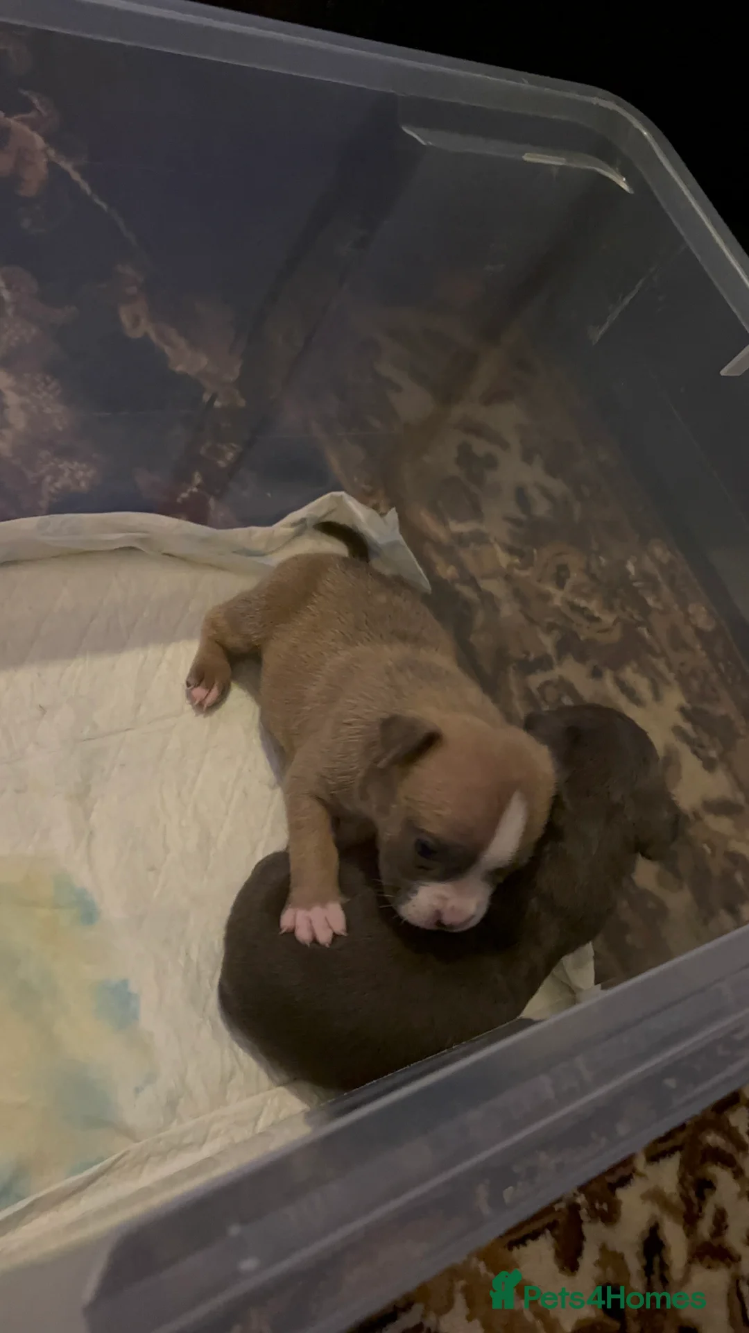 American Bully dogs for sale: American pocket bulldogs Hand reared from birth. - Advert 2