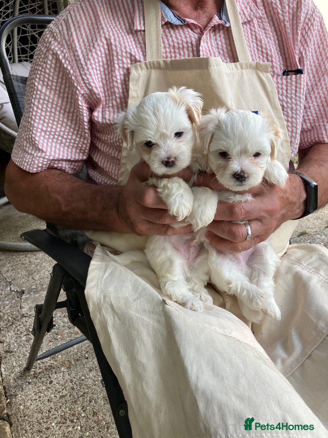 Mixed Breed dogs for sale: Tiny Korean Maltese / Havanese - Image 18
