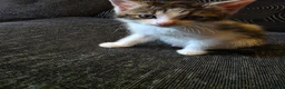 Mixed Breed cats for sale: 3 beautiful kittens mix breed in King's Lynn - Advert 2