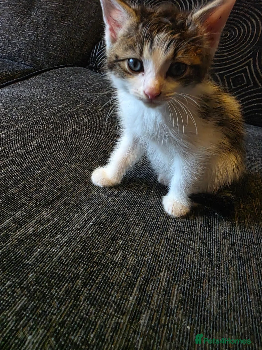 Mixed Breed cats for sale: 3 beautiful kittens mix breed in King's Lynn - Advert 2
