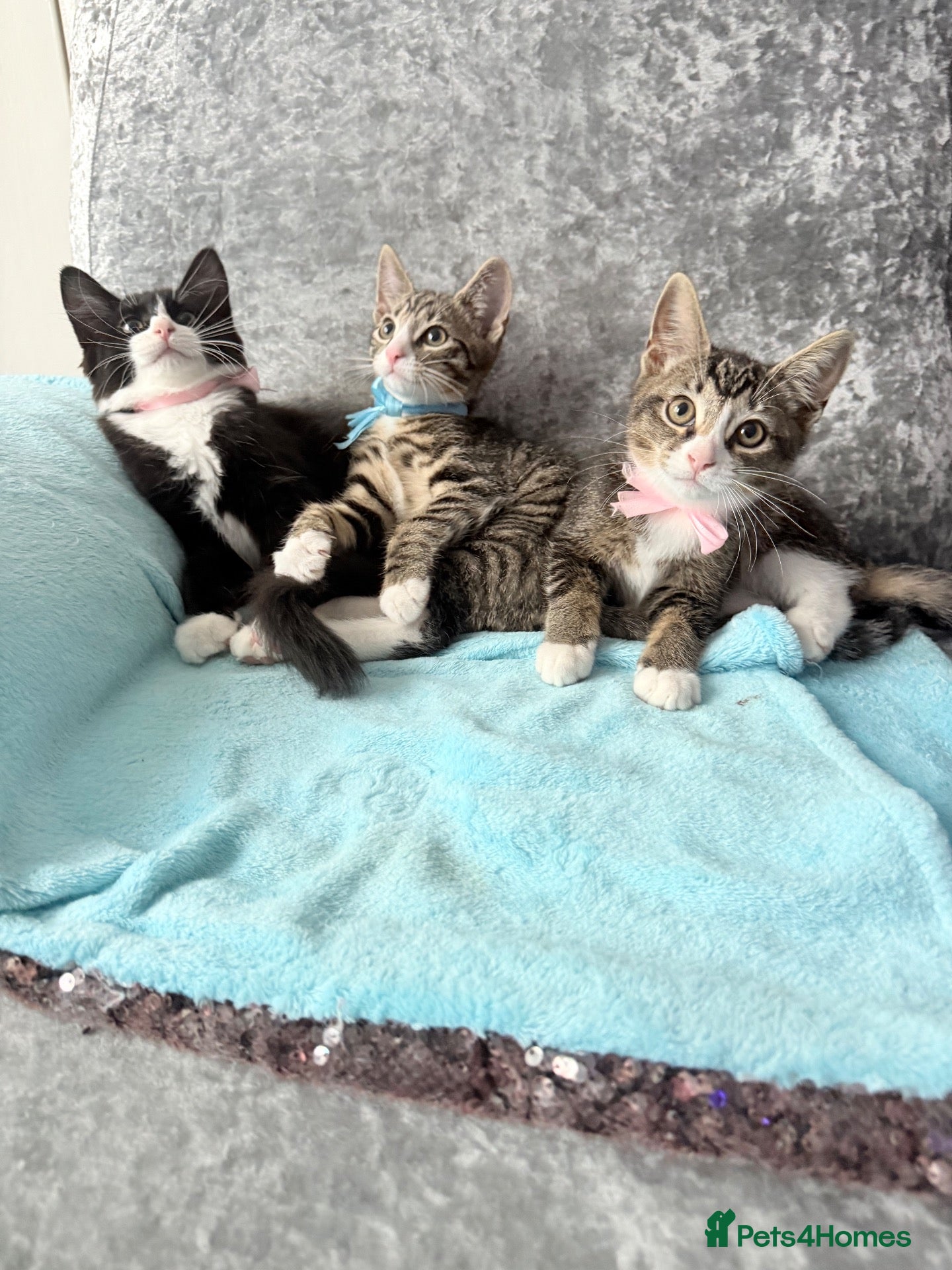 Mixed Breed cats for sale: British Longhair x Domestic shorthair kittens - Advert 2